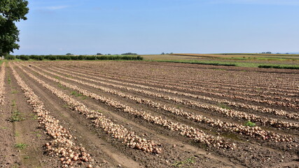 harvesting of onion bulbs in southern parts of Poland,Europe