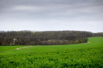 Farmland sown with winter cereals on the outskirts of Mliyiv village, Cherkasy region, Ukraine. The photo shows green fields with a dirt road and a windbreak, during spring, late April.