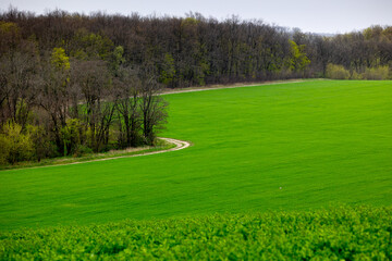 Farmland sown with winter cereals on the outskirts of Mliyiv village, Cherkasy region, Ukraine. The photo shows green fields with a dirt road and a windbreak, during spring, late April.