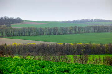 Obraz premium Farmland sown with winter cereals on the outskirts of Mliyiv village, Cherkasy region, Ukraine. The photo shows green fields with a dirt road and a windbreak, during spring, late April.