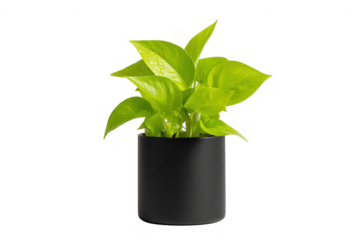 Vibrant neon pothos plant in a modern black pot against a transparent background