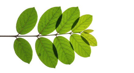 Obraz premium Green leaves reflected on a dark surface