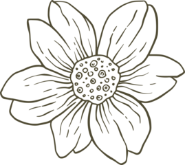 Line art illustration of a single flower with seven petals isolated on a transparent background
