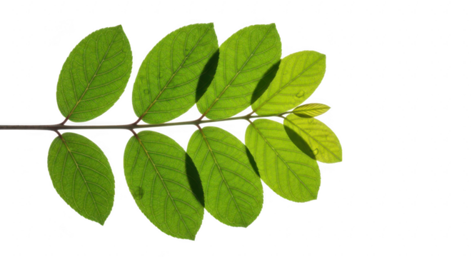 Green leaves reflected on a dark surface