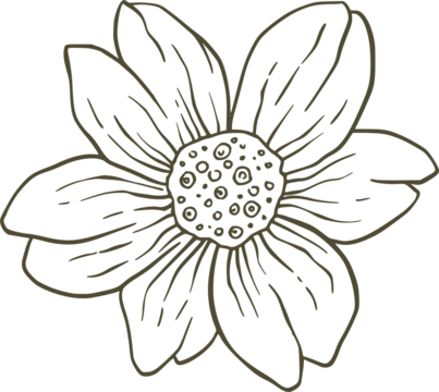 Line art illustration of a single flower with seven petals isolated on a transparent background