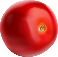 vector illustration of a fresh red tomato