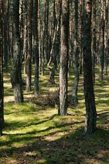 Mysterious dancing forest of Curonian Spit with twisted pine trees growing in unusual curved shapes, creating a surreal and enchanted woodland scene 