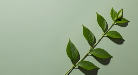 Obraz premium Vibrant green plant stem with delicate leaves casting soft shadows on a muted background