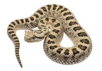 Naklejka premium Detailed close-up of a patterned snake coiled against a plain black background. The snake's skin displays intricate light and dark markings.