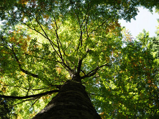 Naklejka premium Large tree full of leaves seen from the bottom to the top