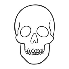 Line Drawing of a Human Skull