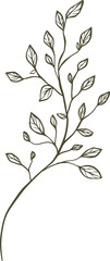 Outline drawing of a plant stem with leaves on white isolated on a transparent background