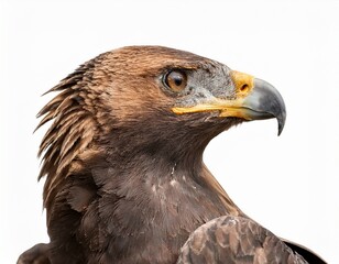 african eagle isolated on white background