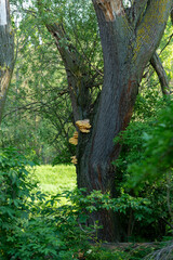 Baum mit Pilzen im grünen Wald, faszinierende Detailaufnahme des natürlichen Kreislaufs, Symbol für Waldökologie, Biodiversität und Symbiose zwischen Baumstamm und Pilz im sommerlichen Naturlicht