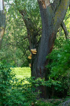 Baum mit Pilzen im gr&uuml;nen Wald, faszinierende Detailaufnahme des nat&uuml;rlichen Kreislaufs, Symbol f&uuml;r Wald&ouml;kologie, Biodiversit&auml;t und Symbiose zwischen Baumstamm und Pilz im sommerlichen Naturlicht