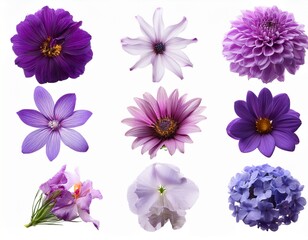 selection of various purple flowers isolated on white background