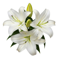 Fototapeta premium White lilies isolated on transparent background