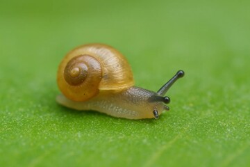 snail on a leaf