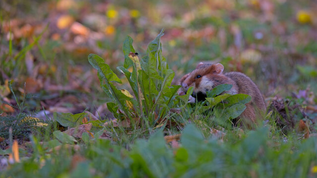 Feldhamster (Cricetus cricetus) beim Fressen auf Wiese, seltenes und bedrohtes Wildtier Europas, authentische Wildlife-Aufnahme in nat&uuml;rlicher Umgebung, symbolhafte Szene f&uuml;r Biodiversit&auml;t