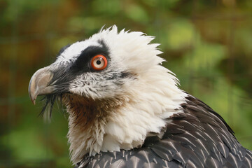 Bearded vulture (Gypaetus barbatus)
