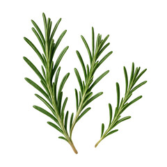 Fototapeta premium Fragrant Rosemary Herb Stems for Culinary and Medicinal Uses