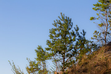 Beautiful pine trees against a clear blue sky at sunset on a hillside