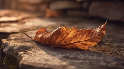 Dried leaf on stone