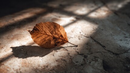 Dried leaf on stone surface