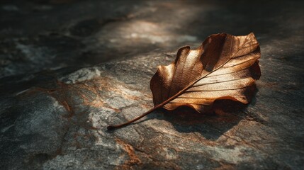 Dried leaf on stone surface