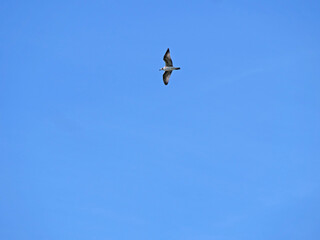 Fototapeta premium A Graceful SeaGull Bird with Wide Wings Soaring in the Summer Sky