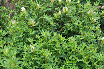 In spring Chamaecytisus blooms in nature