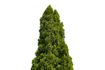 Photo of a Thuja occidentalis tree on a transparent background