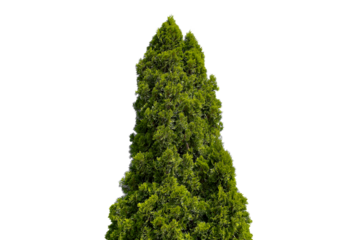 Photo of a Thuja occidentalis tree on a transparent background