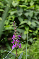 Bright purple wildflower blooming amidst lush green foliage in a serene outdoor setting