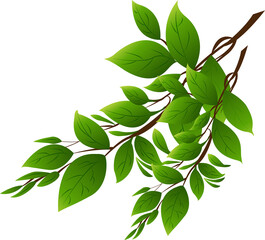 vector illustration of branch of green leaves