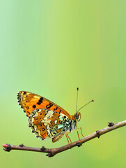 Imagen simbólica de una mariposa monarca que representa la transformación, la libertad y la superación personal, posada sobre una rama natural como metáfora del cambio y la esperanza