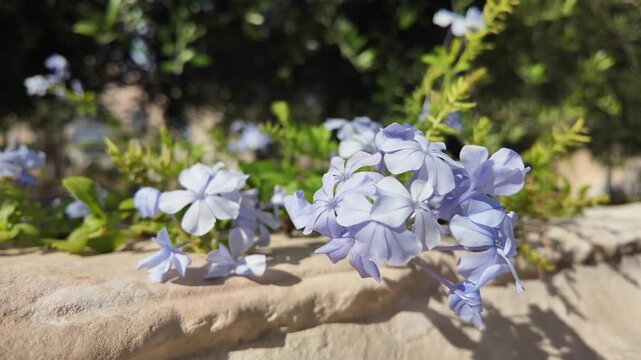 Plumbago auriculata (Cape Leadwort) flowers blooming in the garden