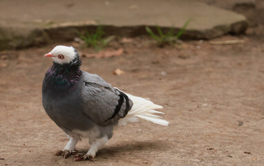 Columba livia f. demestica