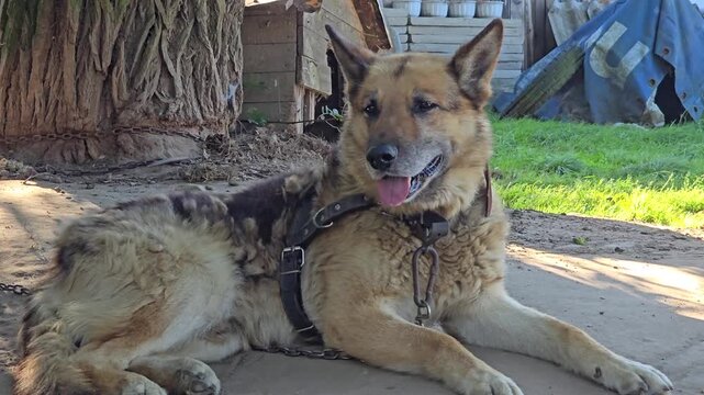 A German Shepherd-type dog with a harness lies on a dirt patch, panting contentedly, with rustic farm elements in the background on a sunny day. Video 4k
