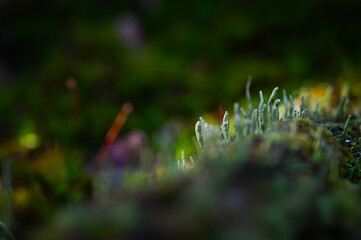 Close up from nature lichen on the forest ground with tree trunk. 