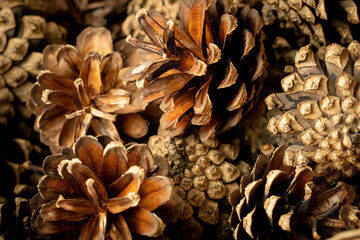 Autumn pine cones background