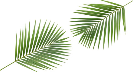 Tropical Palm Leaves Isolated Against Black Background Graphic