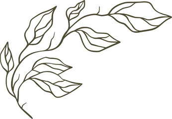 Branch with Leaves in a Corner Outline on White Background isolated on a transparent background