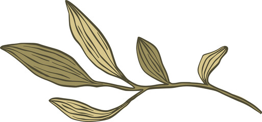 Branch with Olive Green Leaves on White Background isolated on a transparent background