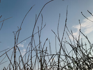 Soft evening light falls over tall grass and blossoms, capturing the calm and warmth of twilight in nature.
