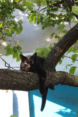 black cat in the garden on a branch