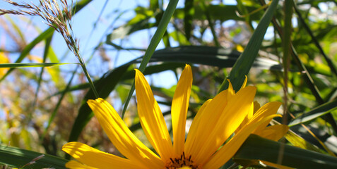 yellow flowers and blue sky