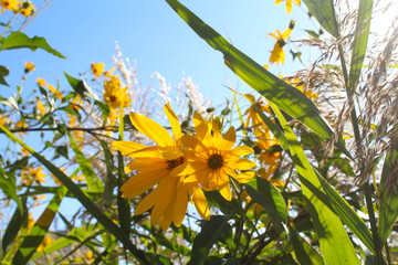 yellow flowers and blue sky