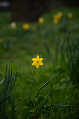 Daffodil in a Field