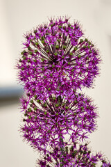 purple ornamental onion flowers, Latin Allium, against a light background